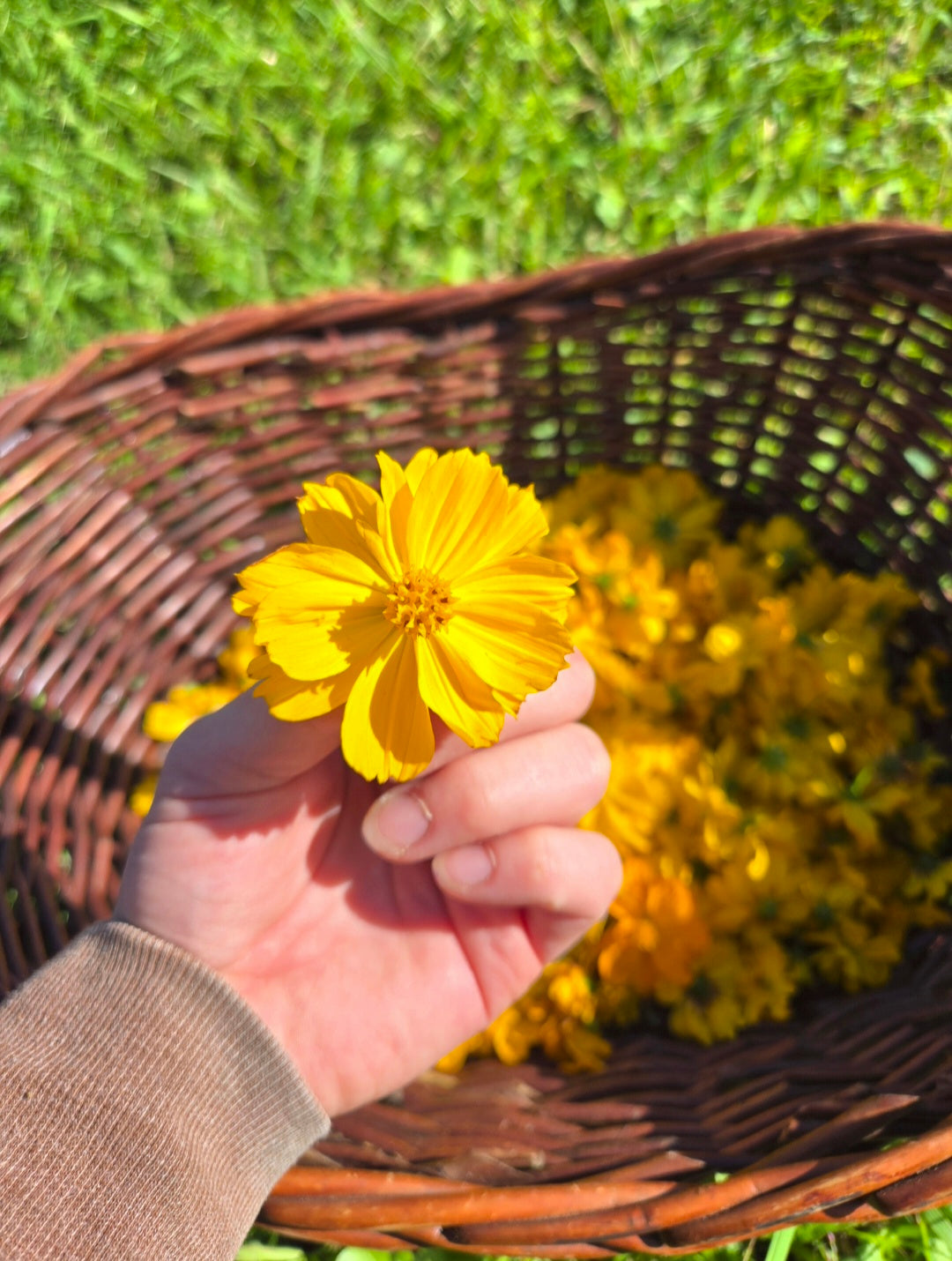 Cosmos sulfureux