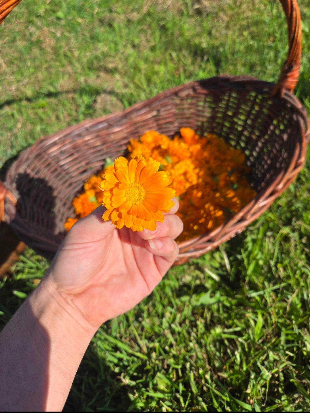 Calendule