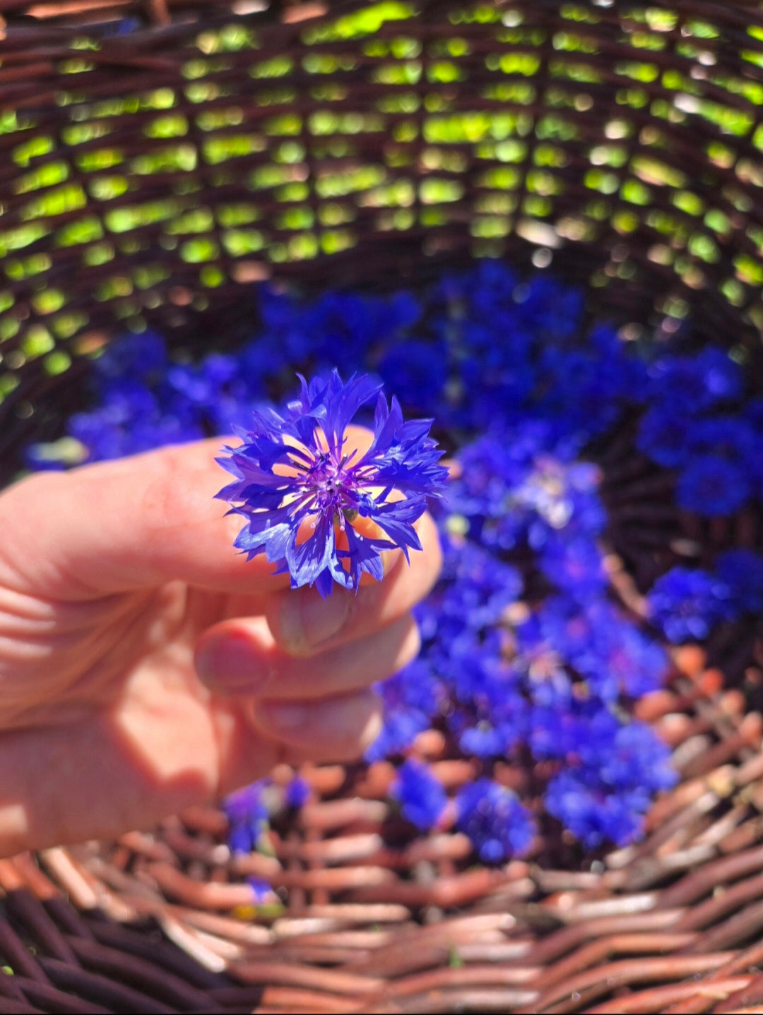 Centaurée bleuet