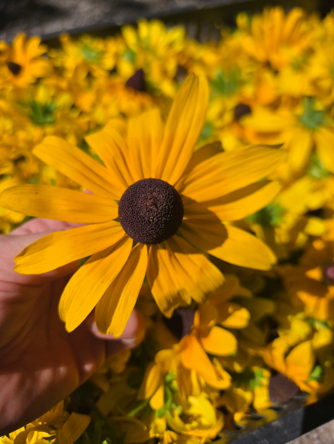 Rudbeckia